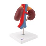 Kidneys Model with Vessels - 2 Part - 3B Smart Anatomy