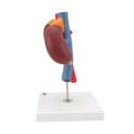 Kidneys Model with Vessels - 2 Part - 3B Smart Anatomy