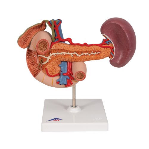 Hintere Oberbauchorgane-Modell - 3B Smart Anatomy