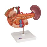 Rear Organs of Upper Abdomen Model - 3B Smart Anatomy