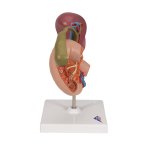 Hintere Oberbauchorgane-Modell - 3B Smart Anatomy
