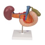 Hintere Oberbauchorgane-Modell - 3B Smart Anatomy