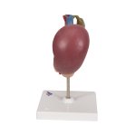 Hintere Oberbauchorgane-Modell - 3B Smart Anatomy