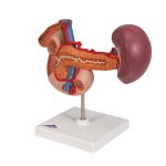 Hintere Oberbauchorgane-Modell - 3B Smart Anatomy