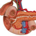 Hintere Oberbauchorgane-Modell - 3B Smart Anatomy