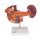 Hintere Oberbauchorgane-Modell - 3B Smart Anatomy
