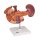Hintere Oberbauchorgane-Modell - 3B Smart Anatomy