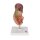 Hintere Oberbauchorgane-Modell - 3B Smart Anatomy