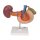 Hintere Oberbauchorgane-Modell - 3B Smart Anatomy