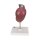 Hintere Oberbauchorgane-Modell - 3B Smart Anatomy