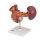 Hintere Oberbauchorgane-Modell - 3B Smart Anatomy
