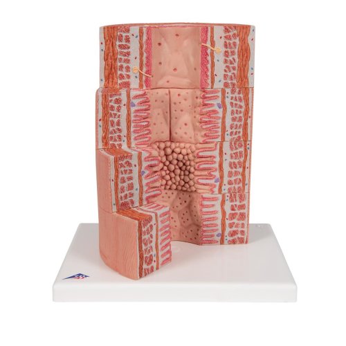 Digestive System Model 3B MICROanatomy, 20x magnified - 3B Smart Anatomy