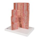 Digestive System Model 3B MICROanatomy, 20x magnified - 3B Smart Anatomy