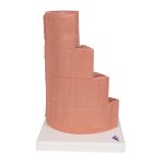 Digestive System Model 3B MICROanatomy, 20x magnified - 3B Smart Anatomy