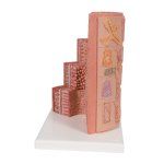 Digestive System Model 3B MICROanatomy, 20x magnified - 3B Smart Anatomy