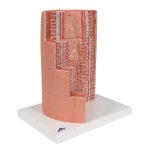 Digestive System Model 3B MICROanatomy, 20x magnified - 3B Smart Anatomy