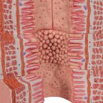 Digestive System Model 3B MICROanatomy, 20x magnified - 3B Smart Anatomy