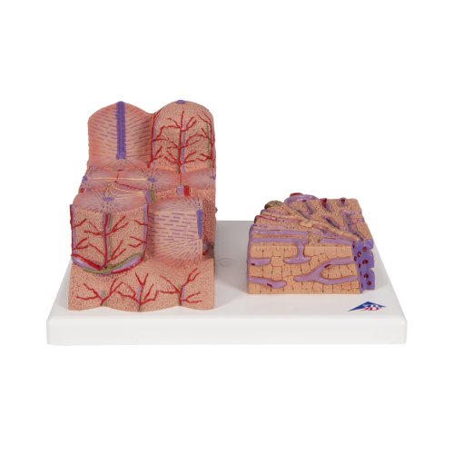 Liver Model 3B MICROanatomy - 3B Smart Anatomy