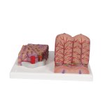 Liver Model 3B MICROanatomy - 3B Smart Anatomy