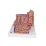 Liver Model 3B MICROanatomy - 3B Smart Anatomy