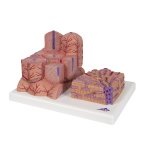 Liver Model 3B MICROanatomy - 3B Smart Anatomy