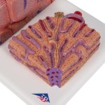 Liver Model 3B MICROanatomy - 3B Smart Anatomy