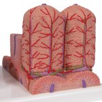 Liver Model 3B MICROanatomy - 3B Smart Anatomy