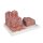 Liver Model 3B MICROanatomy - 3B Smart Anatomy