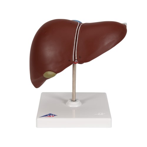 Leber-Modell mit Gallenblase - 3B Smart Anatomy