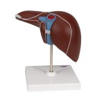 Leber-Modell mit Gallenblase - 3B Smart Anatomy