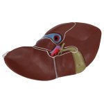 Leber-Modell mit Gallenblase - 3B Smart Anatomy