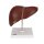 Leber-Modell mit Gallenblase - 3B Smart Anatomy