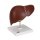 Leber-Modell mit Gallenblase - 3B Smart Anatomy