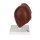 Leber-Modell mit Gallenblase - 3B Smart Anatomy