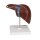 Leber-Modell mit Gallenblase - 3B Smart Anatomy