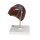 Leber-Modell mit Gallenblase - 3B Smart Anatomy