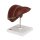 Leber-Modell mit Gallenblase - 3B Smart Anatomy