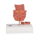 Hämorrhoiden-Modell- 3B Smart Anatomy