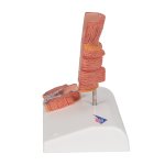 Hämorrhoiden-Modell- 3B Smart Anatomy