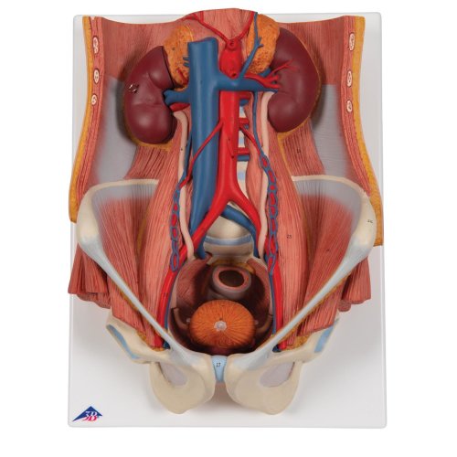 Harnapparat-Modell, zweigeschlechtig, 6-tlg - 3B Smart Anatomy