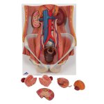 Urinary System Model, Dual Sex, 6 part - 3B Smart Anatomy