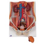 Harnapparat-Modell, zweigeschlechtig, 6-tlg - 3B Smart Anatomy