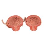 Harnapparat-Modell, zweigeschlechtig, 6-tlg - 3B Smart Anatomy