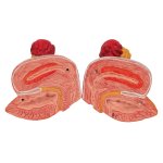 Harnapparat-Modell, zweigeschlechtig, 6-tlg - 3B Smart Anatomy