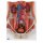 Harnapparat-Modell, zweigeschlechtig, 6-tlg - 3B Smart Anatomy