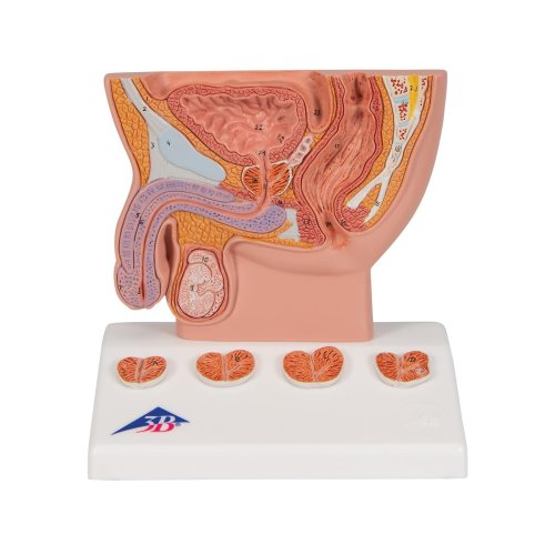 Prostata-Modell, 1/2 Größe - 3B Smart Anatomy