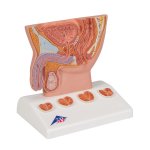 Prostata-Modell, 1/2 Gr&ouml;&szlig;e - 3B Smart Anatomy