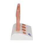 Prostata-Modell, 1/2 Größe - 3B Smart Anatomy