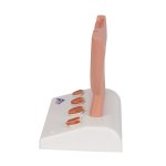 Prostata-Modell, 1/2 Größe - 3B Smart Anatomy