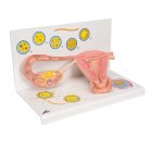 Ovaries &amp; Fallopian Tubes Model with Stages of Fertilization, 2x magnified - 3B Smart Anatomy